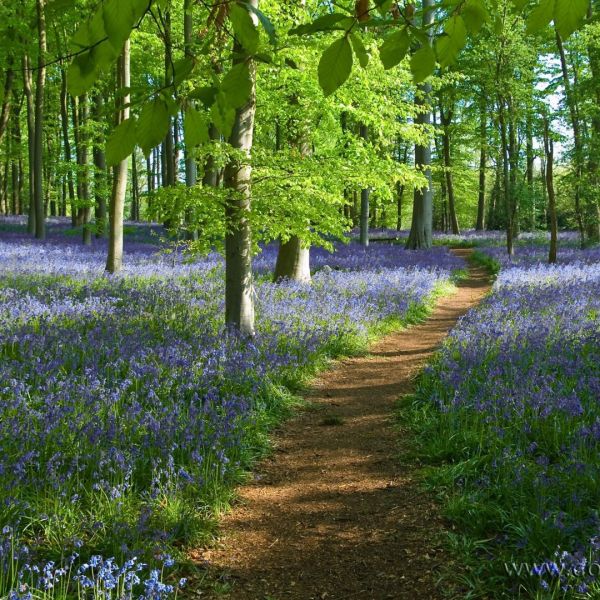 Blooming Bluebells