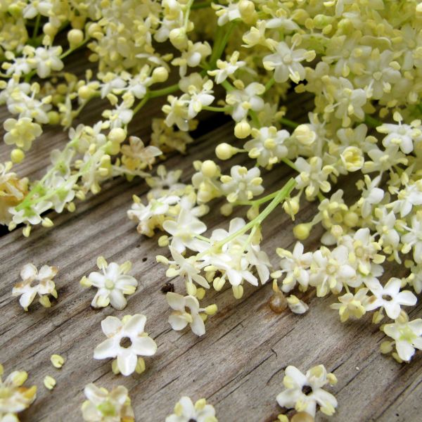 Elderflower