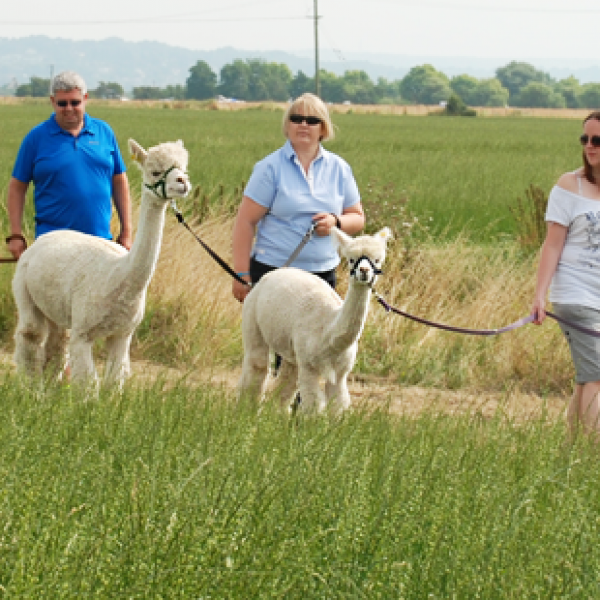 Try Alpaca Trekking