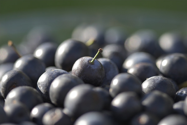 sloe3.jpg
